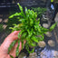 Java Fern Flaming