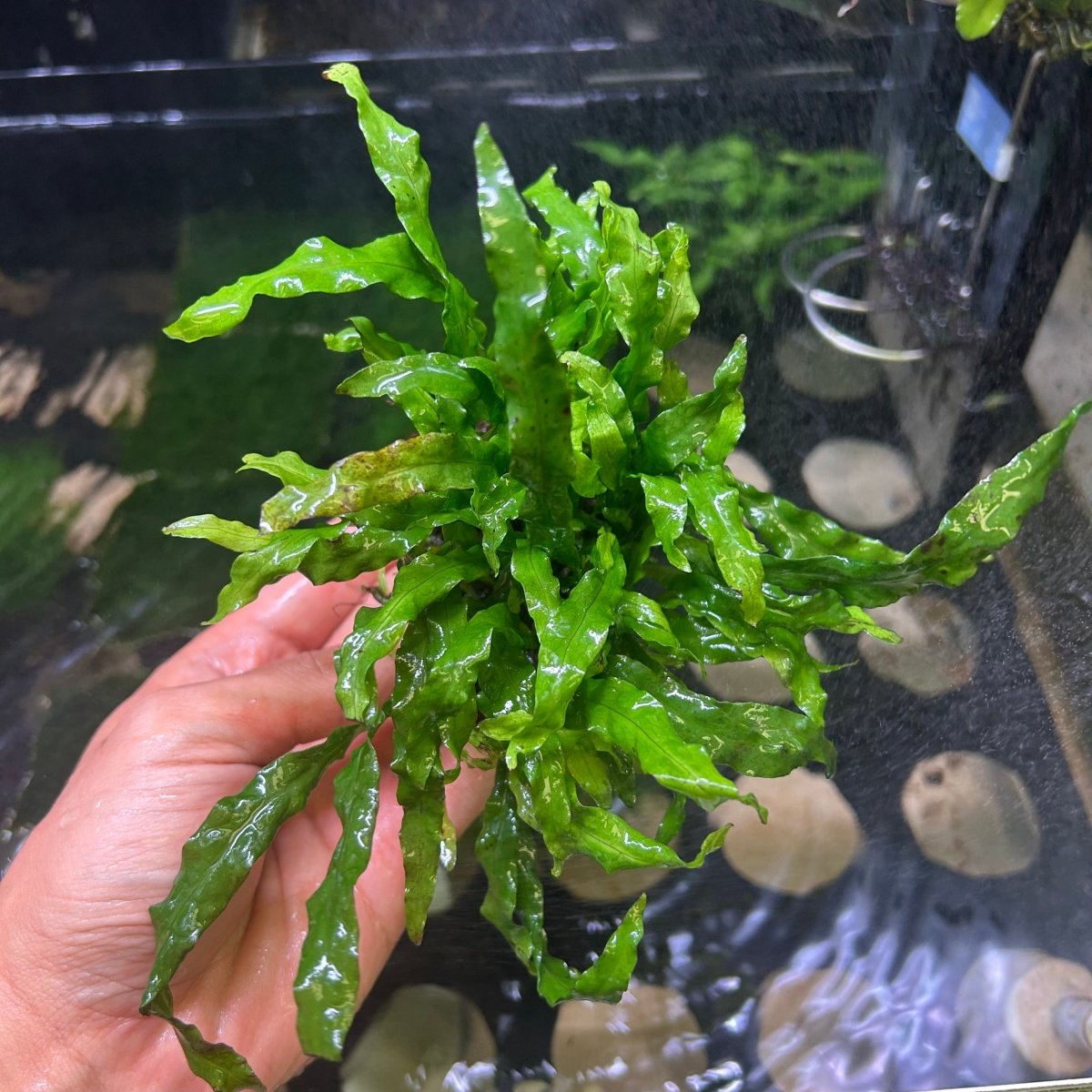 Java Fern Identification Java Fern Flaming for Sale | Live Aquarium Plant | JustFishyThing