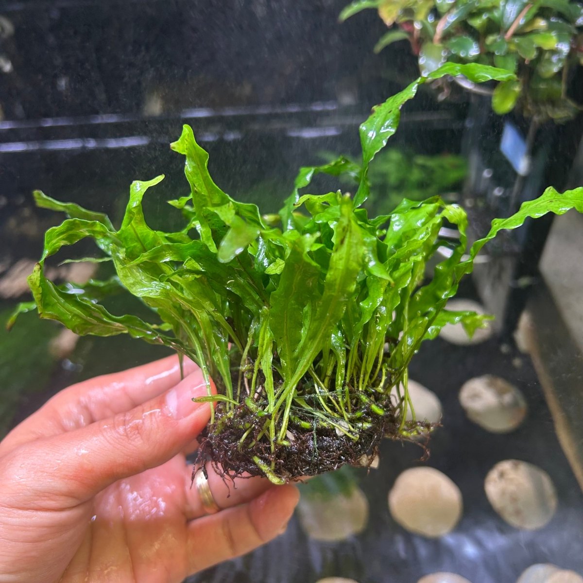 50 Java Fern Java Fern Flaming for Sale | Live Aquarium Plant | JustFishyThing