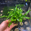 Java Fern Flaming