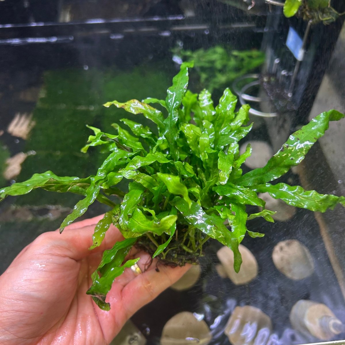 Java Fern Rhyzome Java Fern Flaming for Sale | Live Aquarium Plant | JustFishyThing