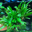 Java Fern Philippine Mini