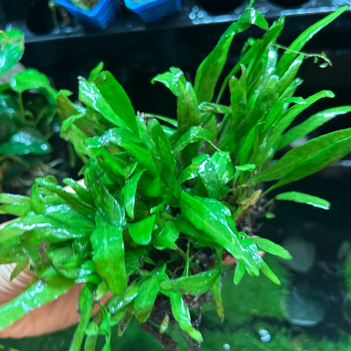 Java Fern Philippine Mini - JustFishyThing