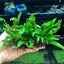 Java Fern Philippine Mini