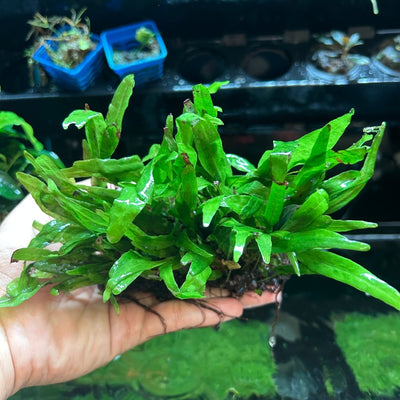 Java Fern Philippine Mini