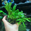 Java Fern Philippine Mini
