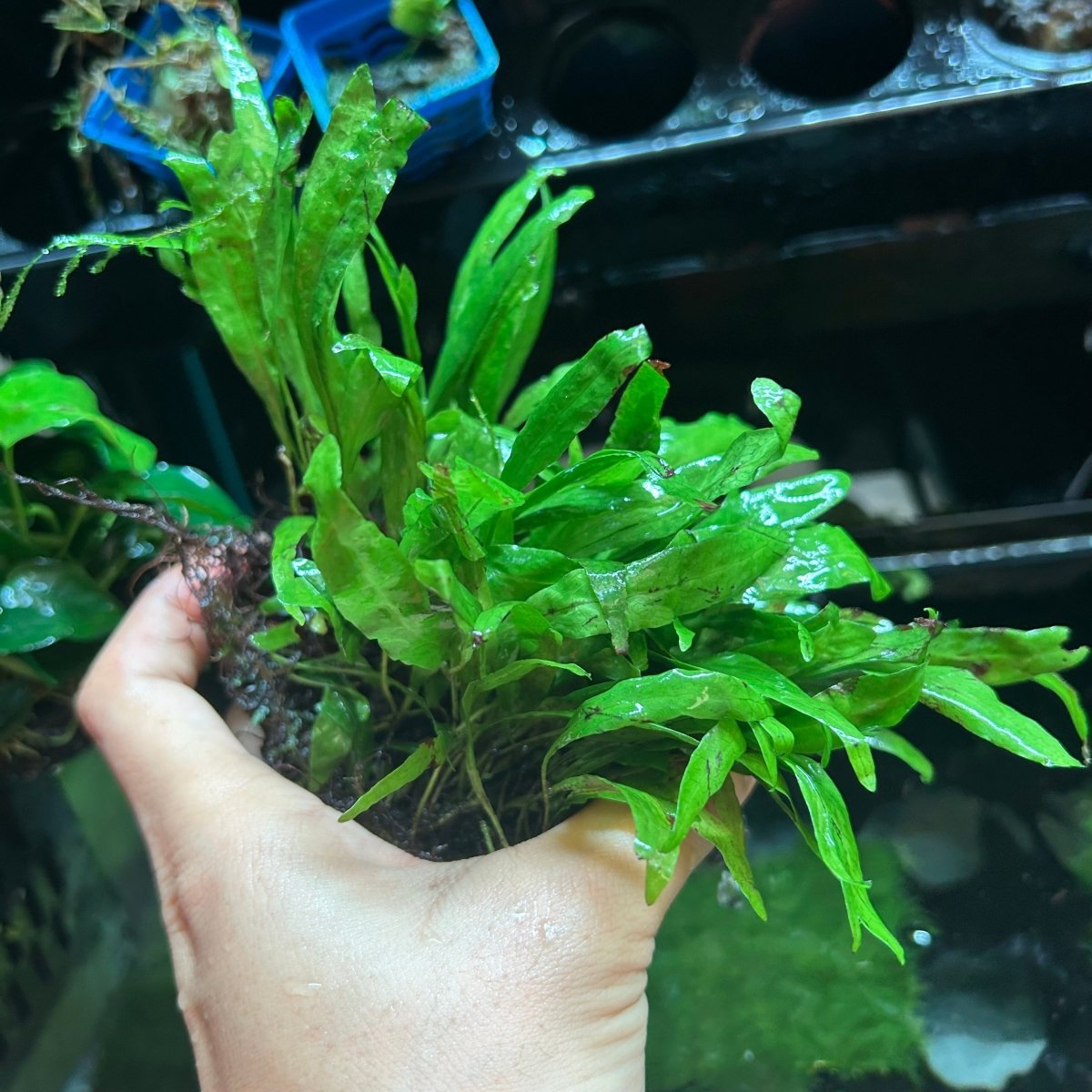 Java Fern Philippine Mini - JustFishyThing