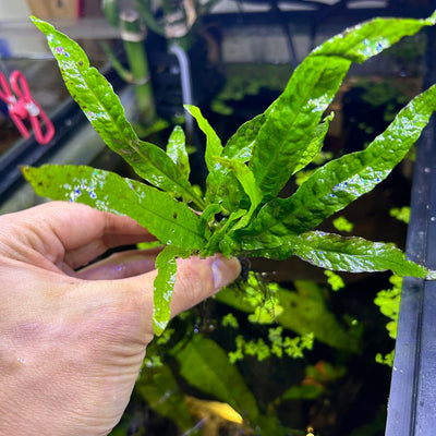 Java Fern Phillip