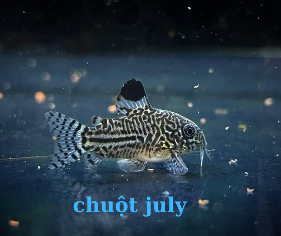Julii Cory (Corydoras julii) 3 Tails corydoras