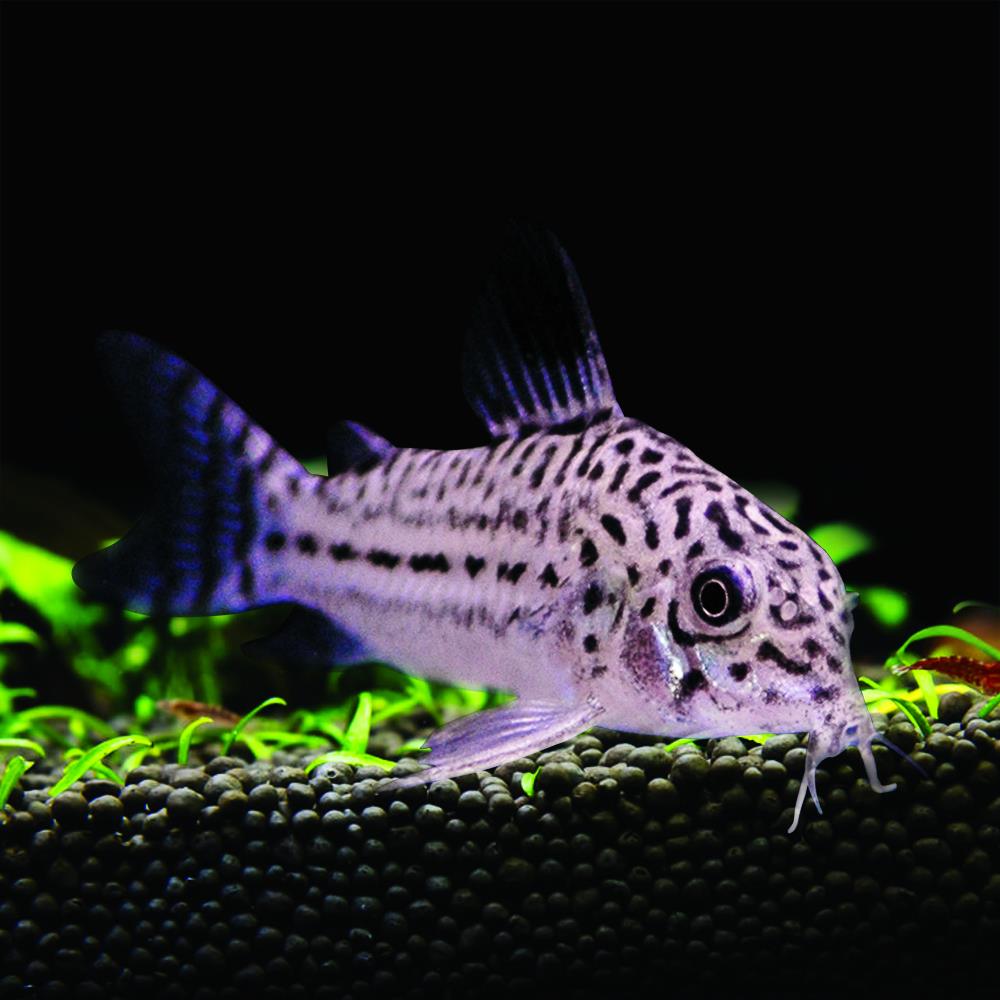 Julii Cory (Corydoras julii)