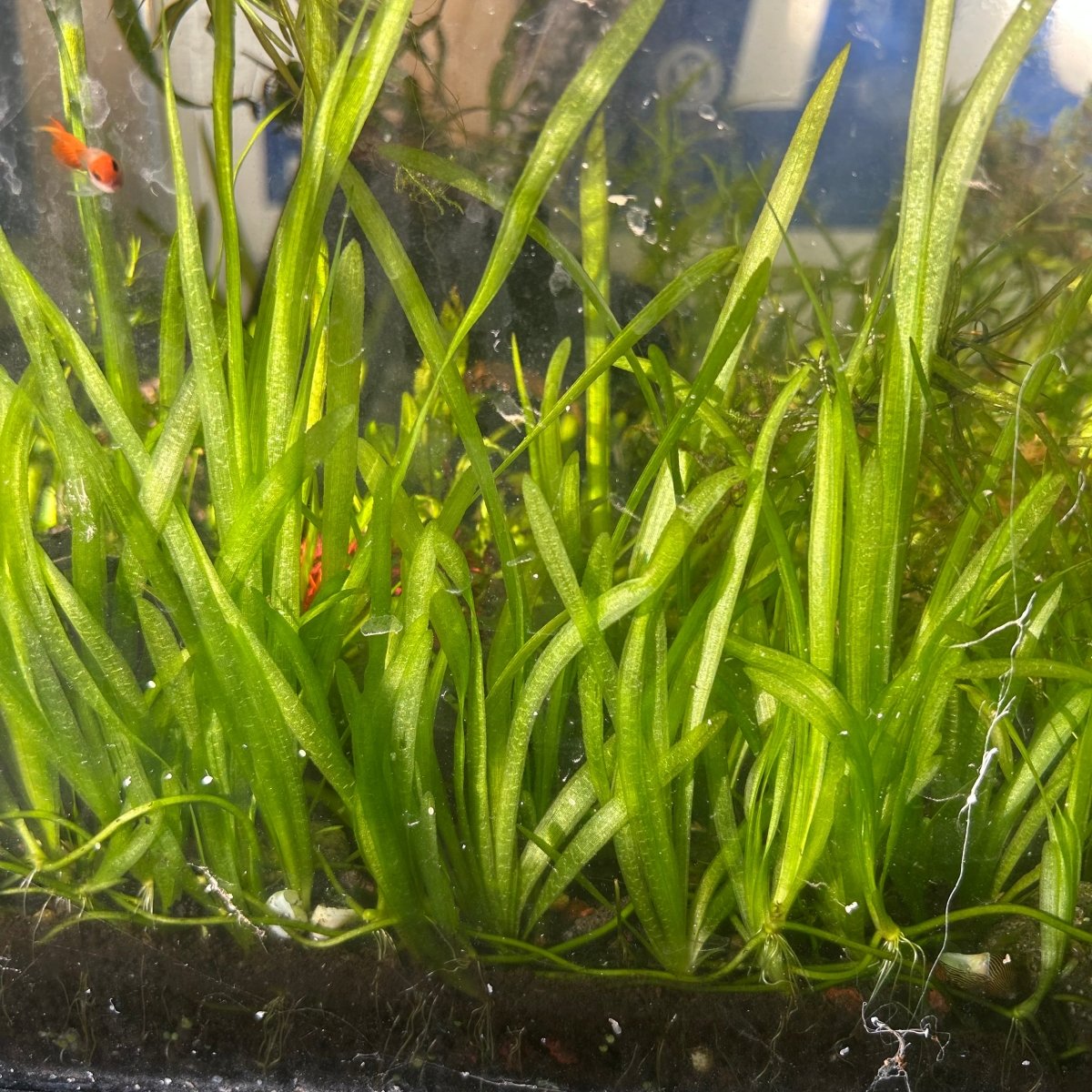 Jungle Vallisneria (Jungle Val)