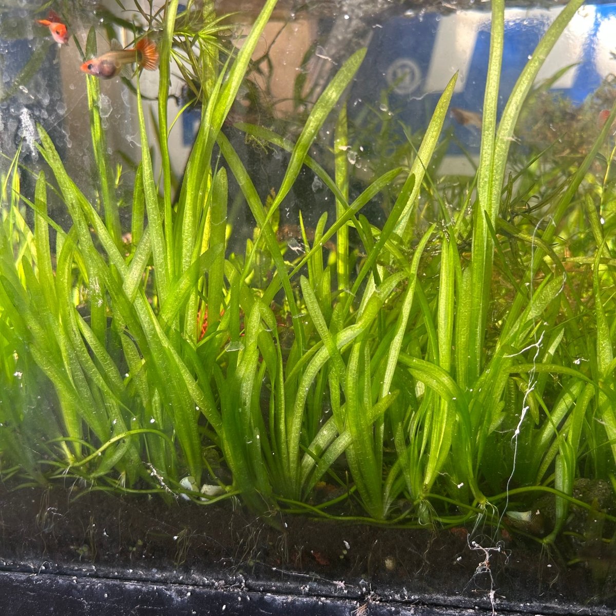 Jungle Vallisneria (Jungle Val)