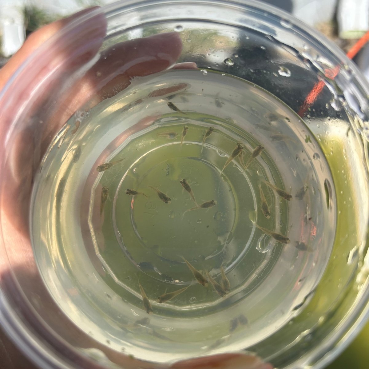Fancy Guppy-Random Pick Type - One Baby Guppy