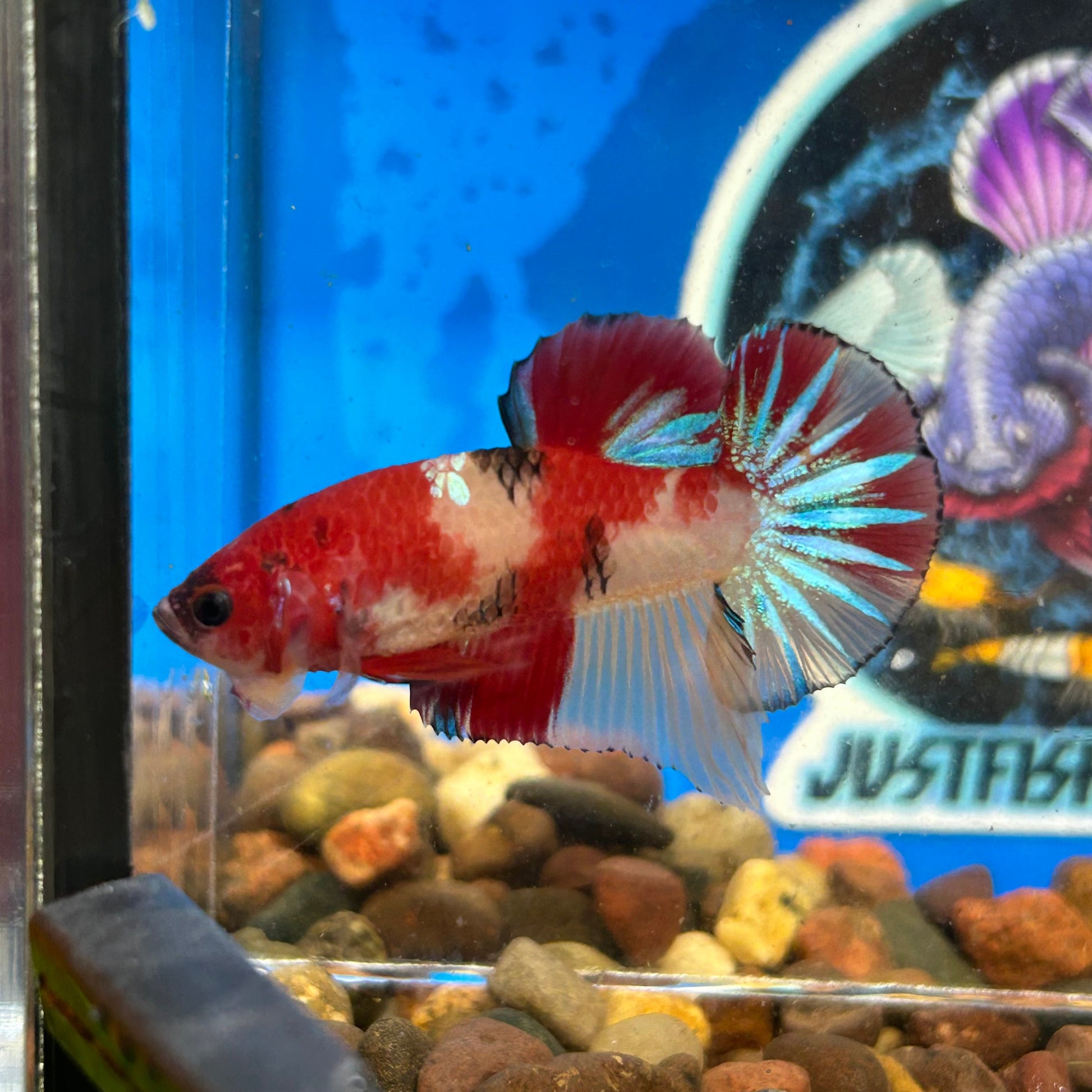 Koi Black Nemo Plakat - Male Betta 089