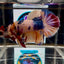 Koi Candy Multicolor A17 Plakat - Male Betta