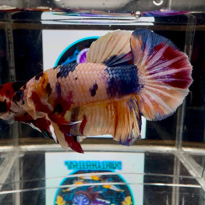 Koi Candy Multicolor A17 Plakat - Male Betta