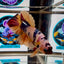 Koi Candy Multicolor A17 Plakat - Male Betta
