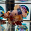 Koi Candy Multicolor A17 Plakat - Male Betta