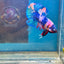 Koi Candy Plakat - Male Betta 111