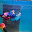 Koi Candy Plakat - Male Betta 111