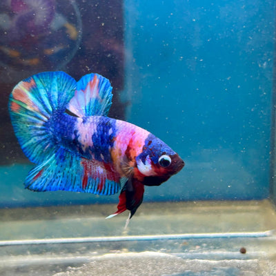 Koi Candy Plakat - Male Betta 111
