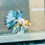 Koi Copper Marble Crowntail - Male Betta 019 Male betta