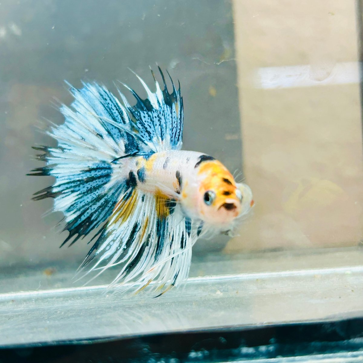 Koi Copper Marble Crowntail - Male Betta #019