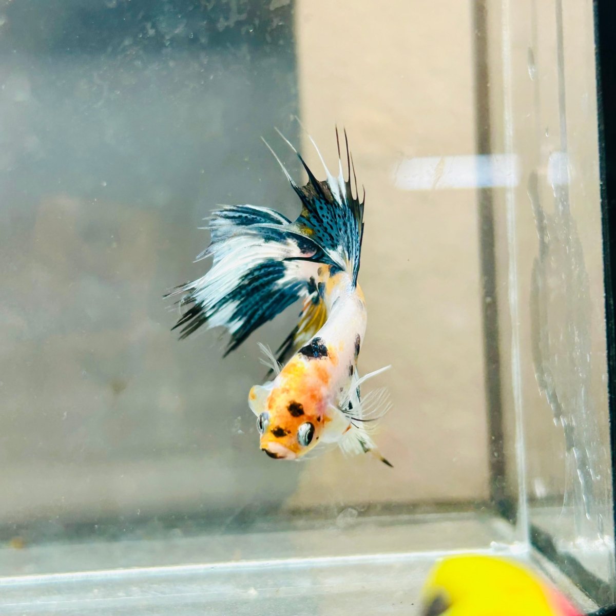Koi Copper Marble Crowntail - Male Betta #019