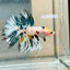 Koi Copper Marble Crowntail - Male Betta 019 Male betta