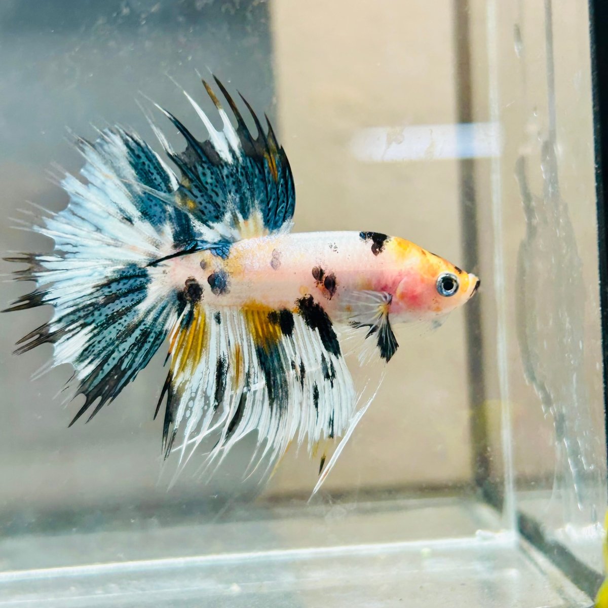 Koi Copper Marble Crowntail - Male Betta #019