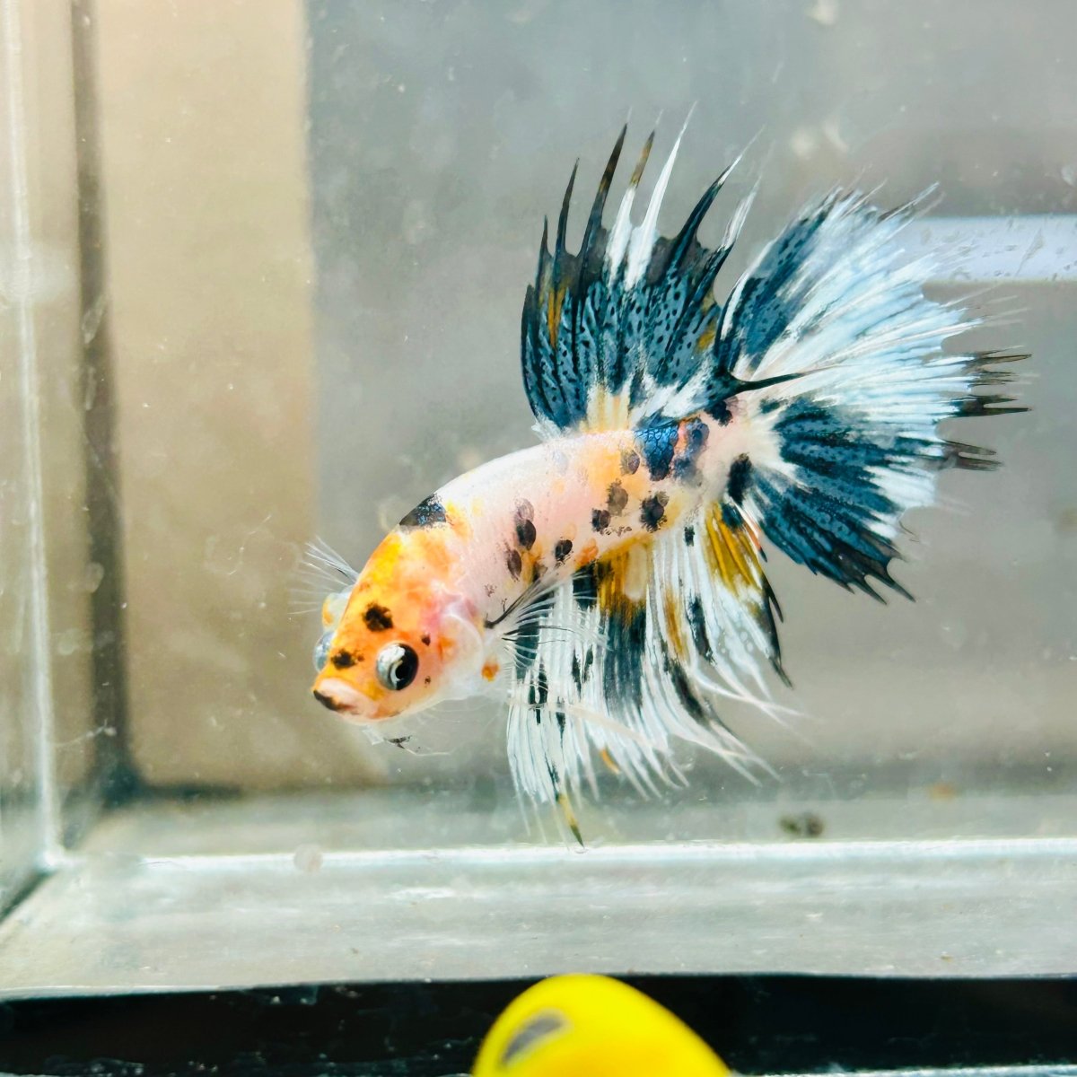 Koi Copper Marble Crowntail - Male Betta #019