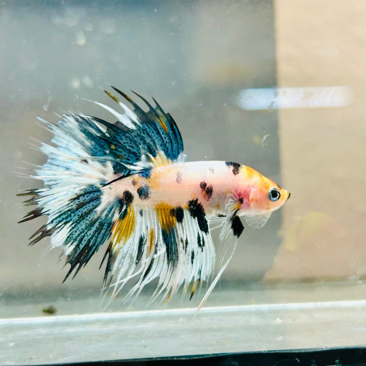 Koi Copper Marble Crowntail - Male Betta #019