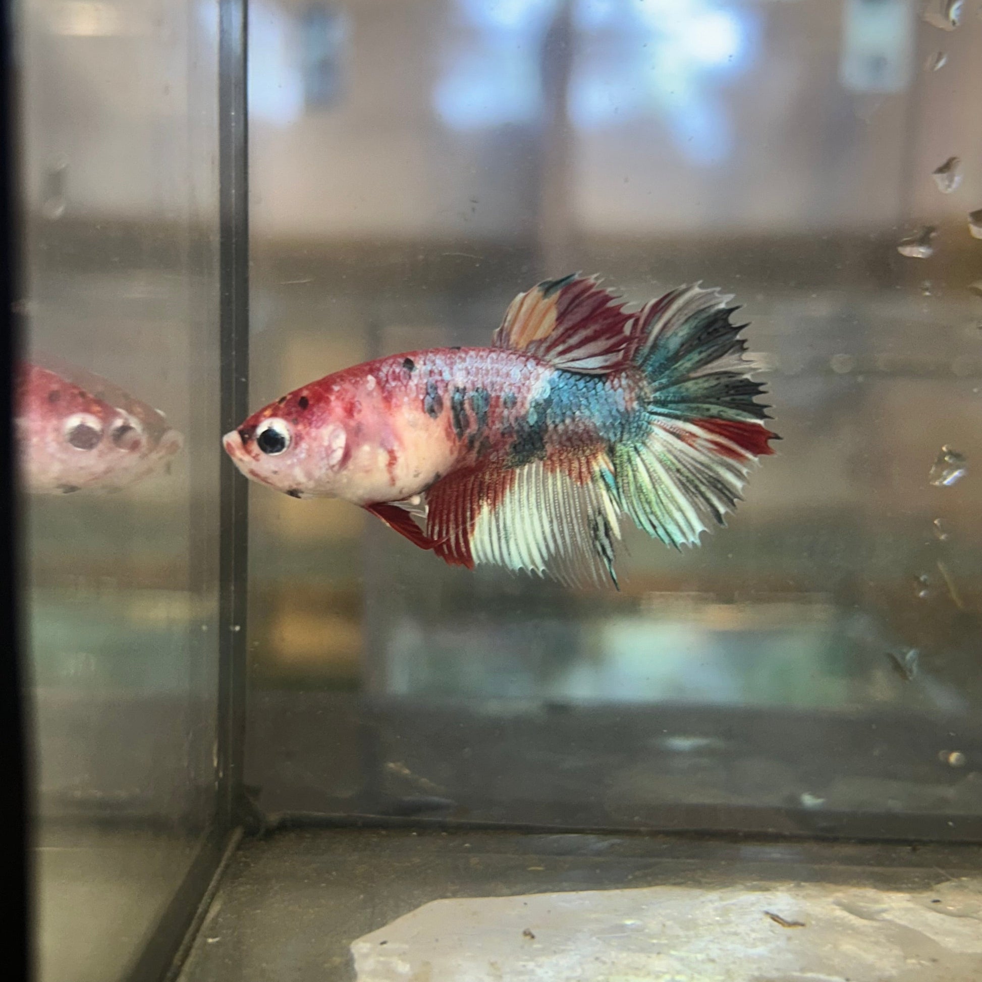 Koi Crowntail - Female Betta 97