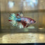 Koi Crowntail - Female Betta 97