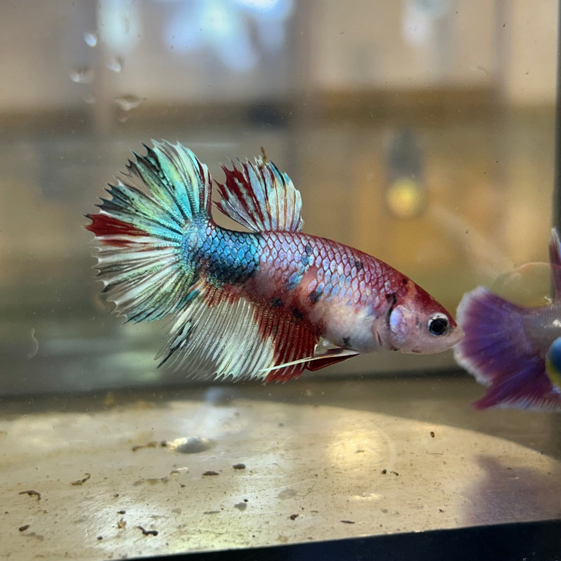 Koi Crowntail - Female Betta 97