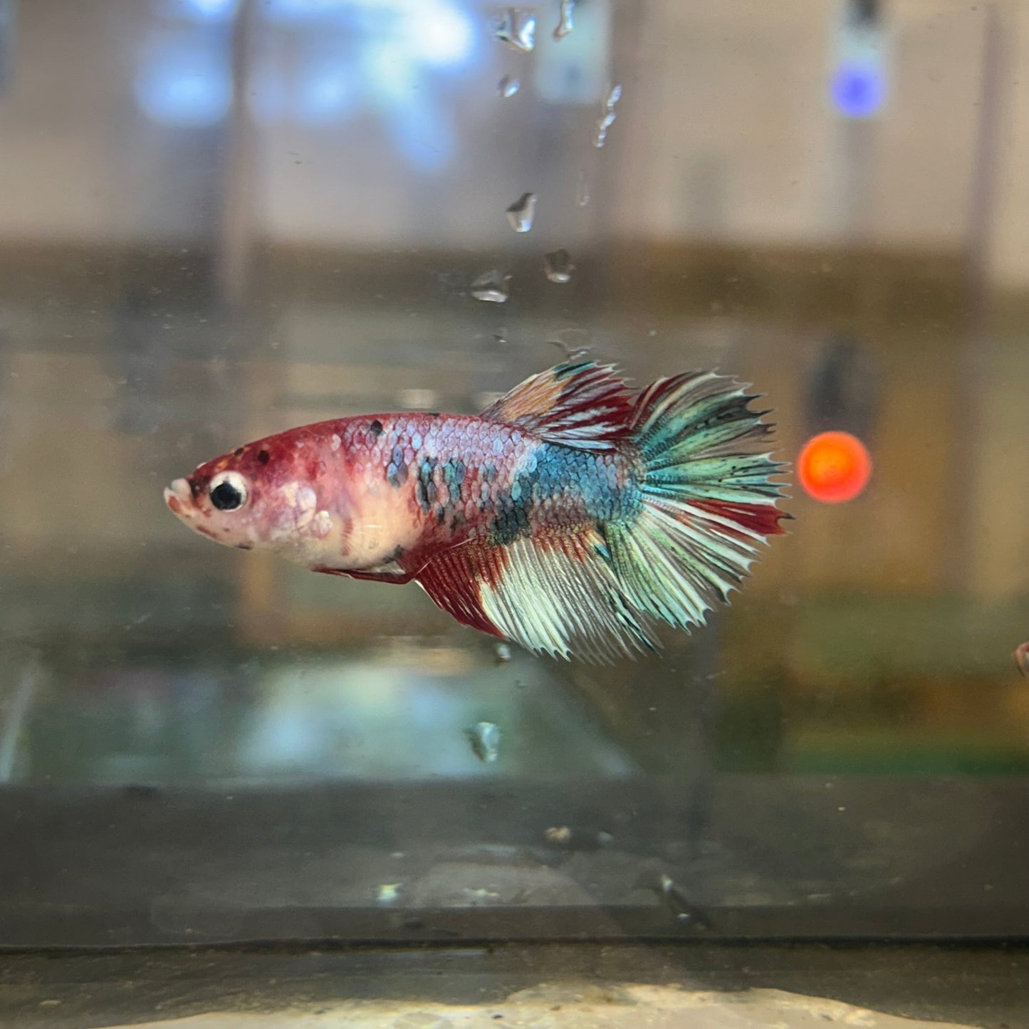 Koi Crowntail - Female Betta 97