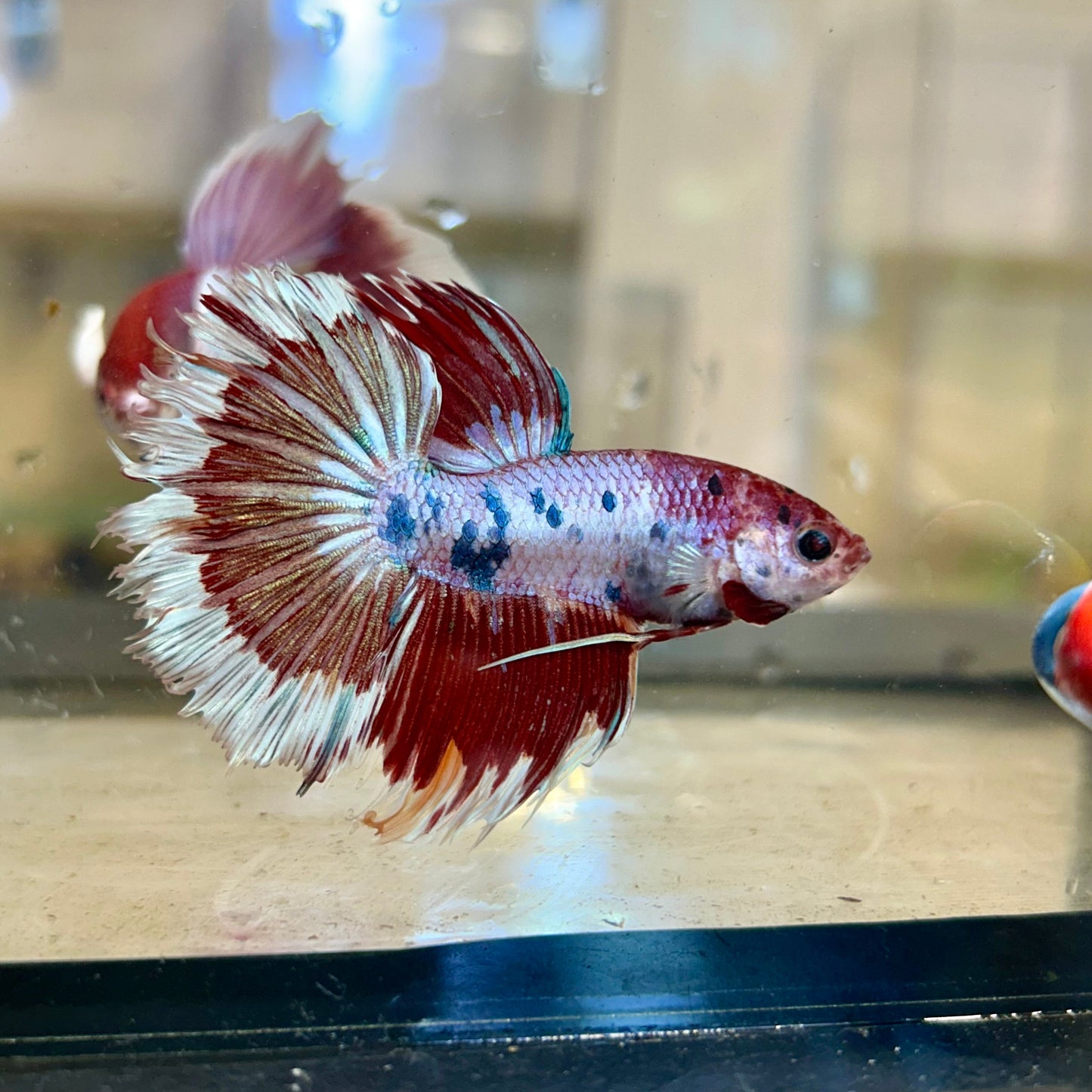 Koi Crowntail - Male Betta 115