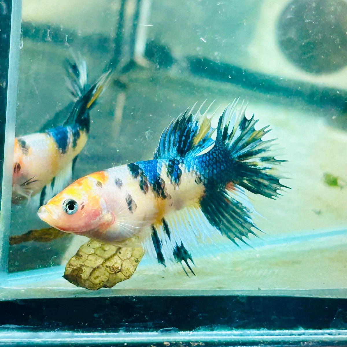 Koi Metallic Crowntail - Female Betta 081 Female betta