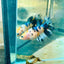Koi Metallic Crowntail - Female Betta 081 Female betta
