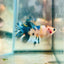 Koi Metallic Crowntail - Female Betta 081 Female betta