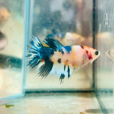 Koi Metallic Crowntail - Female Betta 081 Female betta