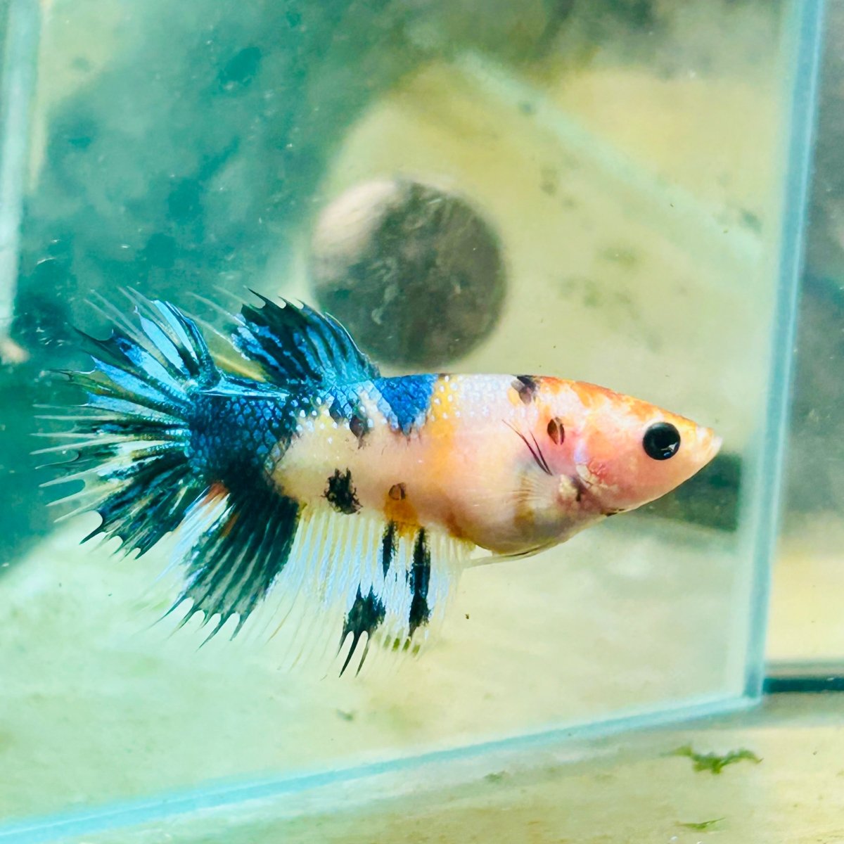 Koi Metallic Crowntail - Female Betta 081 Female betta