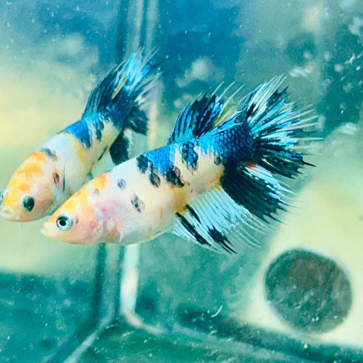 Koi Metallic Crowntail - Female Betta 081 Female betta