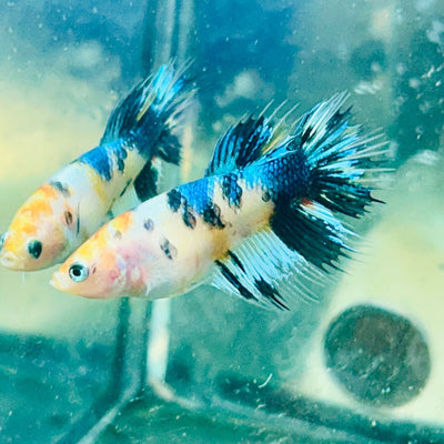Koi Metallic Crowntail - Female Betta 081 Female betta