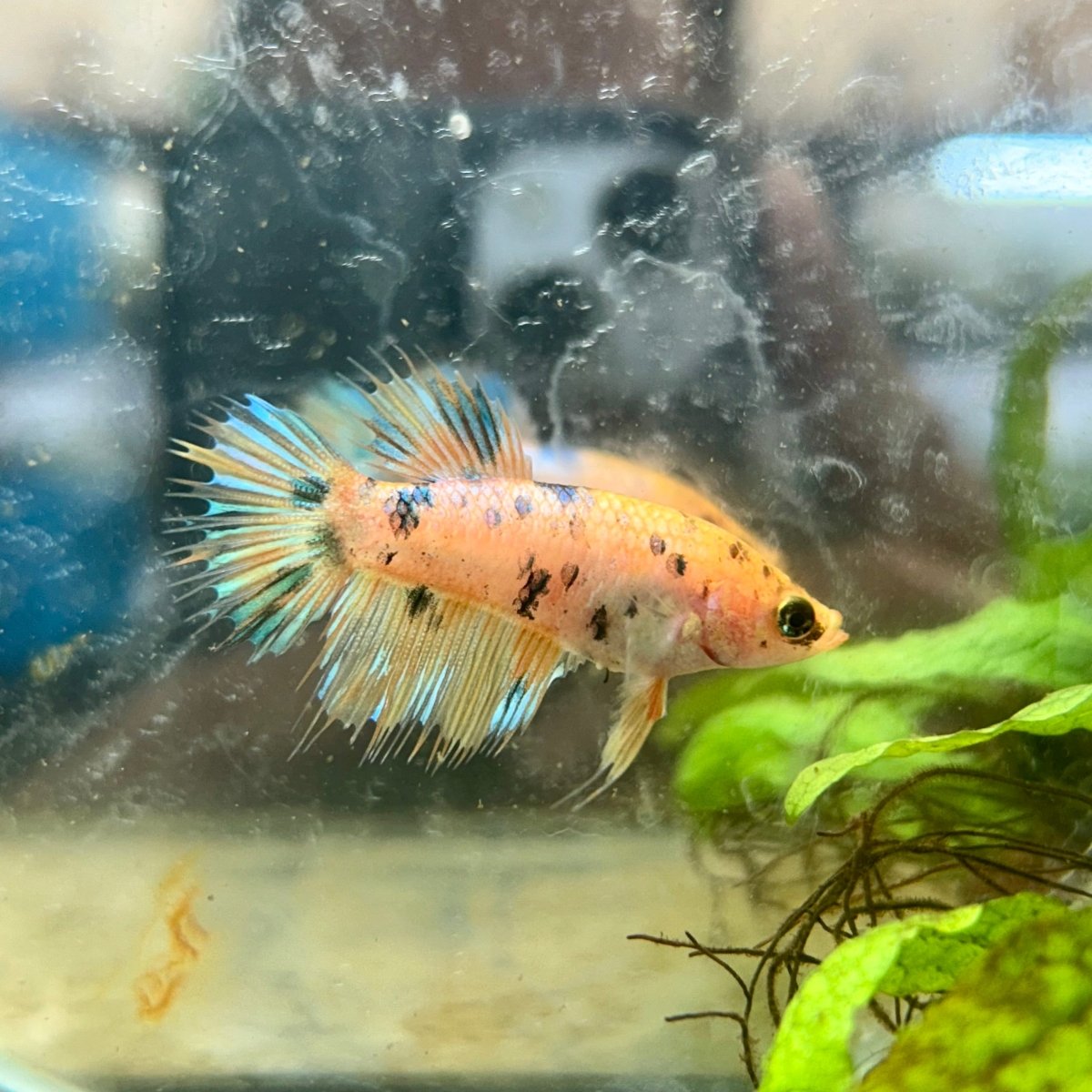 Koi Metallic Crowntail - Female Betta 130