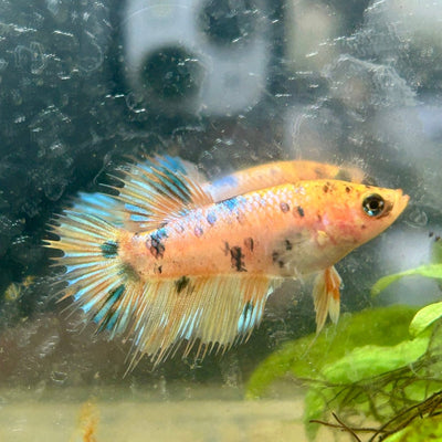 Koi Metallic Crowntail - Female Betta 130