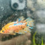 Koi Metallic Crowntail - Female Betta 130