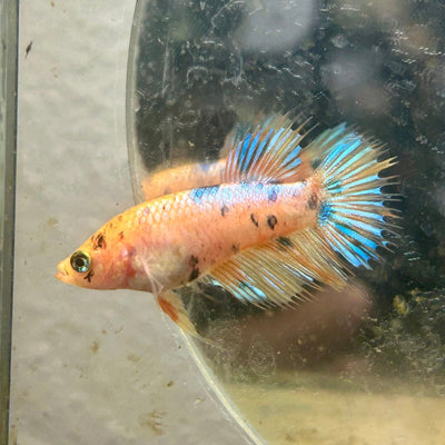 Koi Metallic Crowntail - Female Betta 130