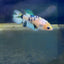 Koi Metallic Crowntail - Female Betta A142 Female betta