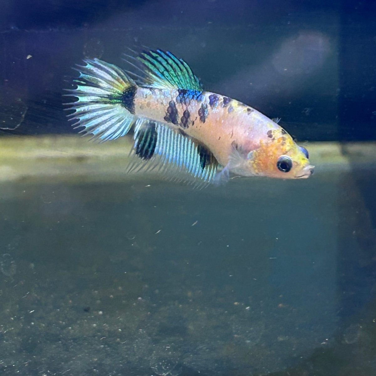 Koi Metallic Crowntail - Female Betta A142 Female betta